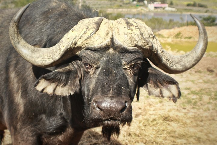 Buffalo